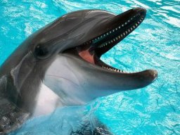 dododolphin