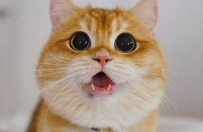 ЗубнаяБоль